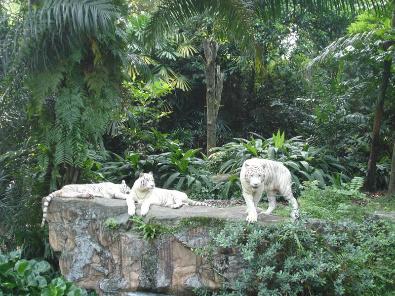 Le Plus Grand Zoo Du Monde Les Plus Beau Zoo Du Monde - Communauté MCMS