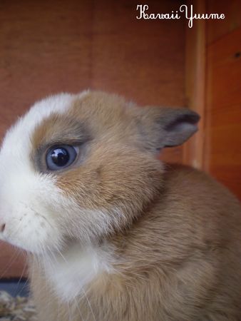 lapin_02