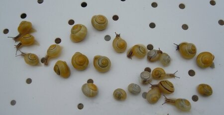 Course_escargots