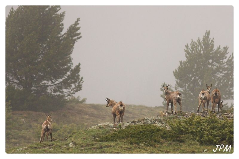 rencontres alpines.org