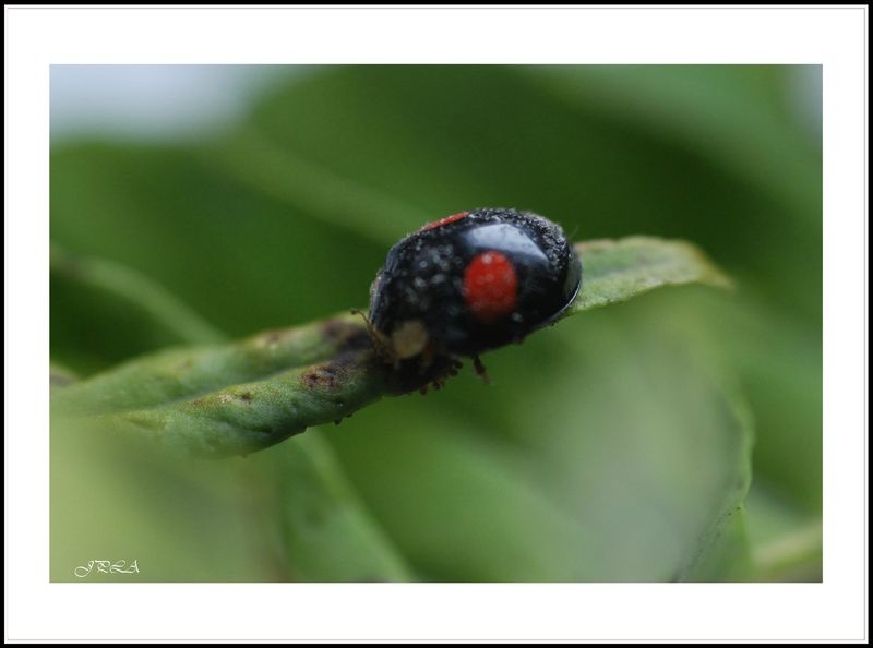 13 02 17 13 02 03 macro105 5581 c