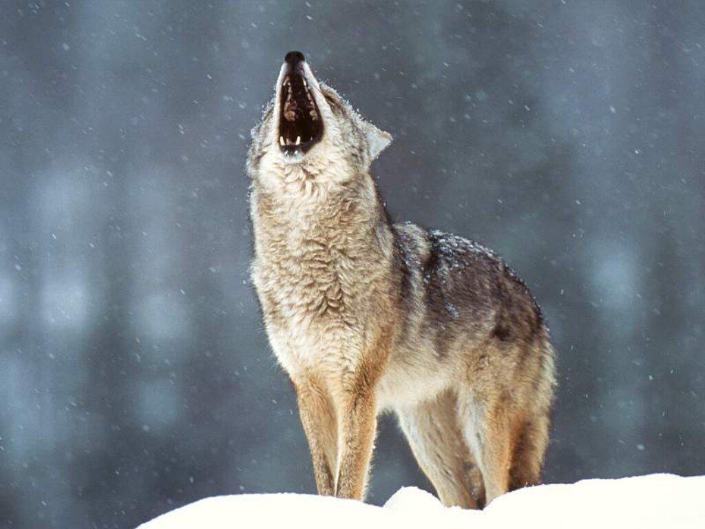 Comment S Appelle Le Cri Du Loup Le Quizz du loup.. - Petites mains