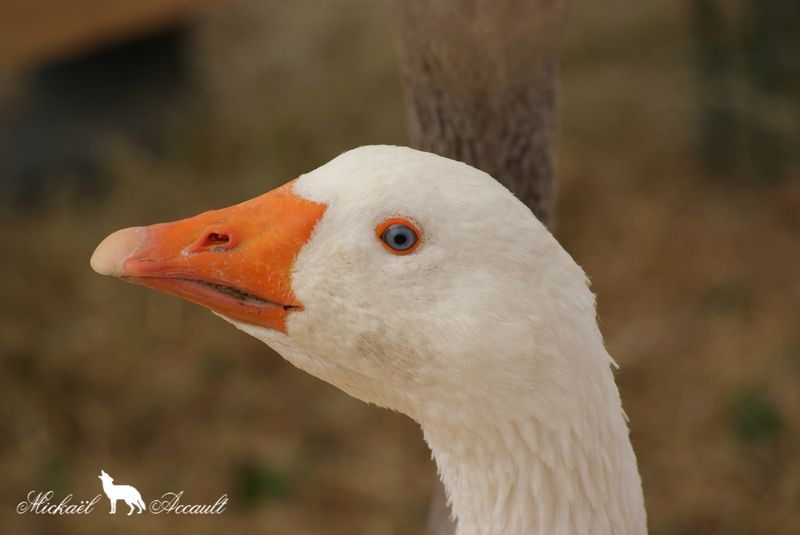 DSC06495