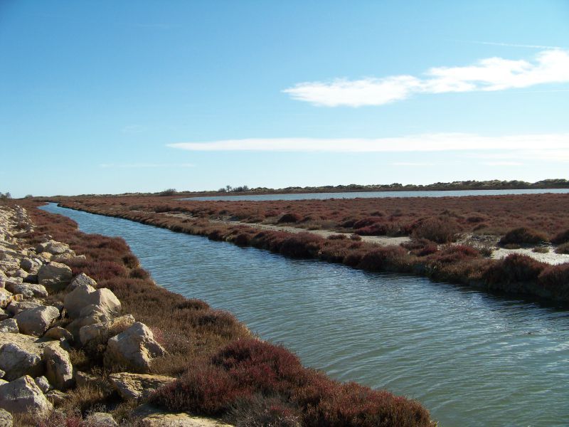 1er janvier 2012 Camargue (5)