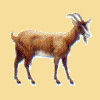 Bouc