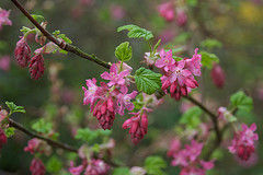 ribes