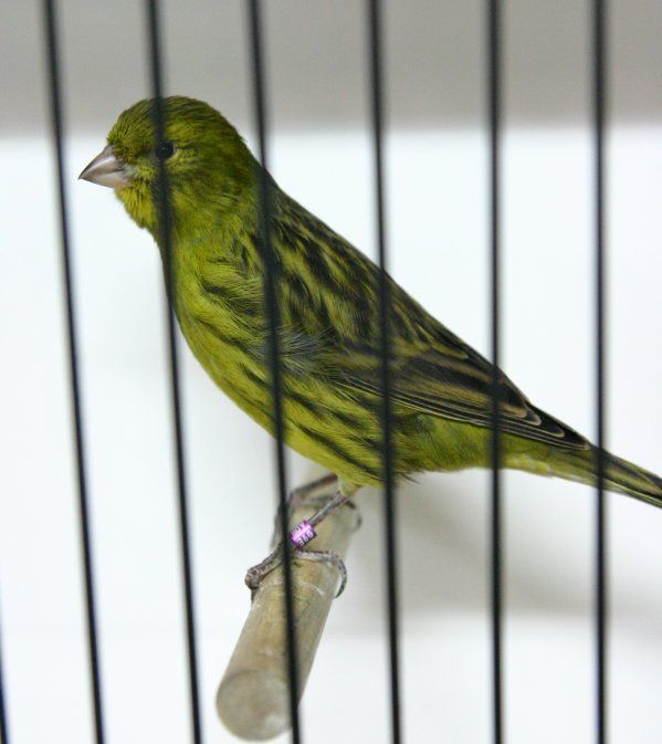jaune canari jaune canari