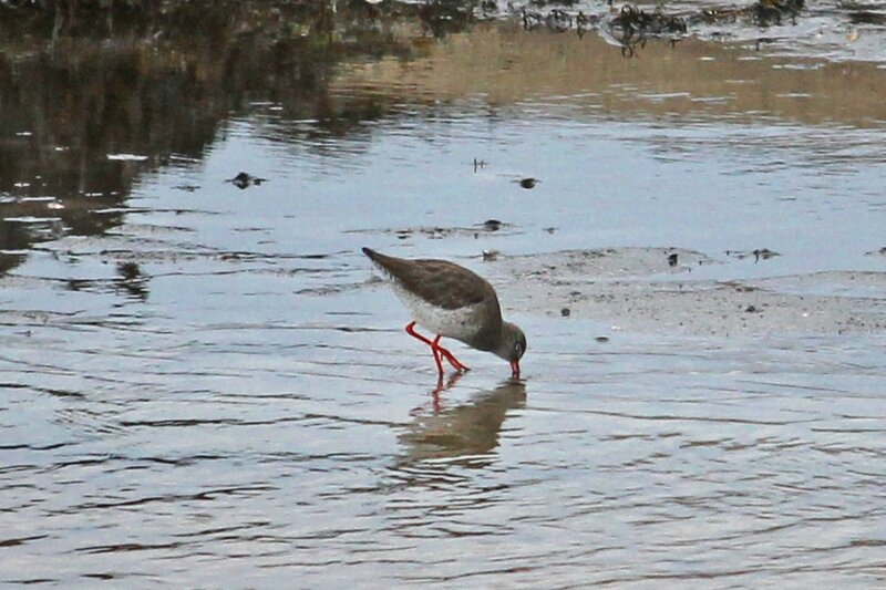 rencontre estuarienne