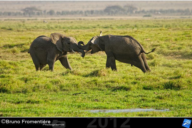 Elephants fighting 800 D