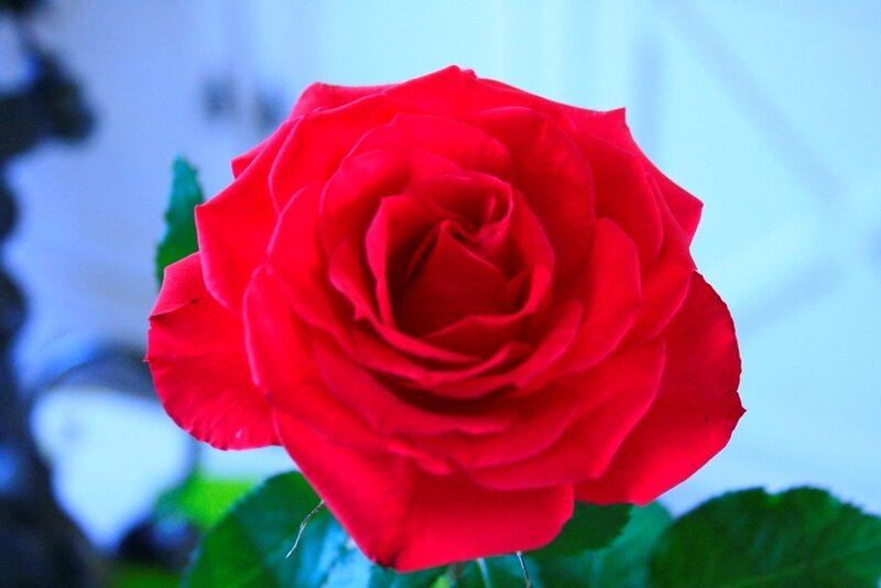 Rose 6