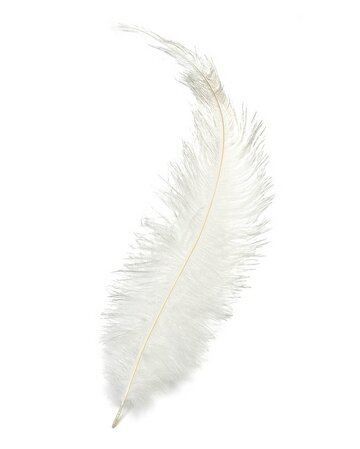 plume(1)