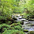Un jour en forêts d'Aspe Barétous, le 15 juillet 2011...