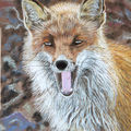 le renard tire la langue