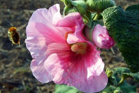 Tremiere_Abeille_302