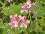 pelargoniumgraveolens
