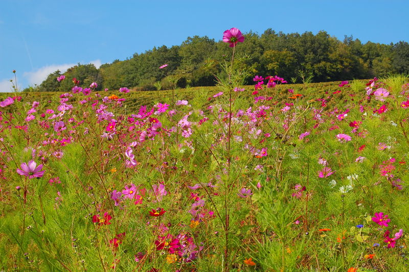 Paysage fleuri en Bourgogne. Paysage fleuri en Bourgogne.