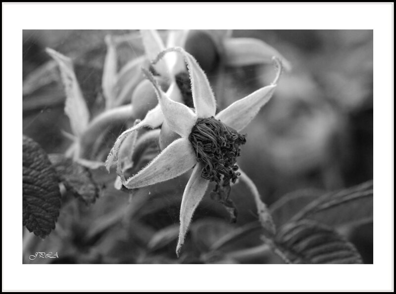14 07 29 14 07 24 105 macro1069 b