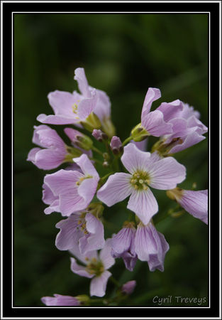2010_05_18_Fleurs_de_cardamine