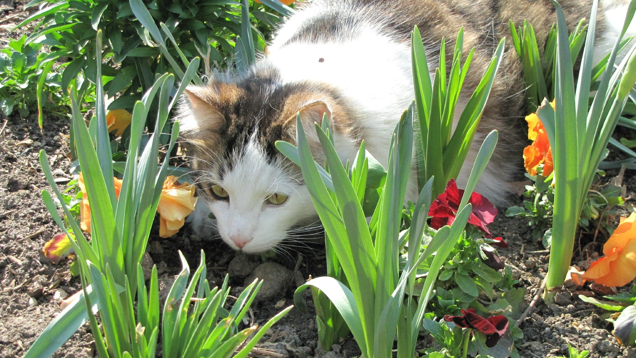 Chat oyonnax