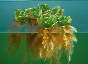 pistia
