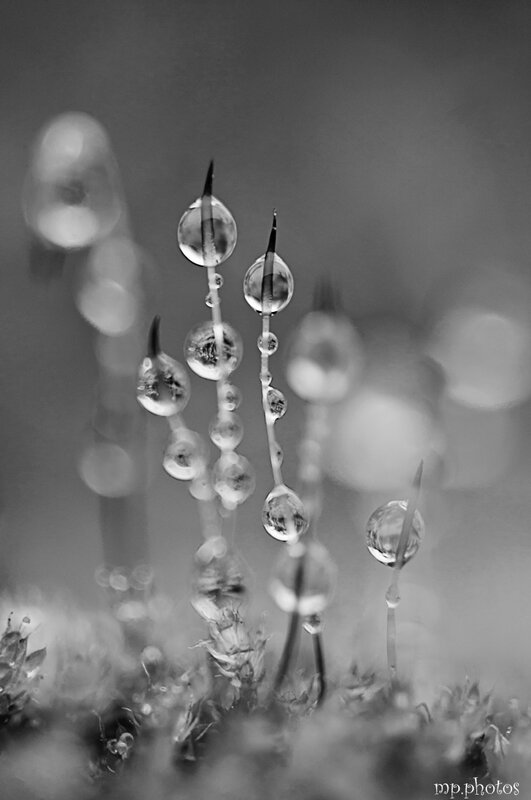 _DSC9794-copie
