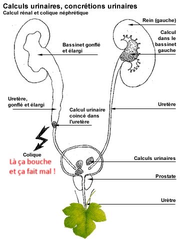 Les articles des revues sur cervical osteokhondroze