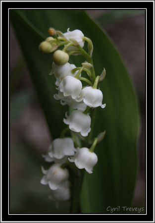 2010_05_23_Muget_en_fleur__2_