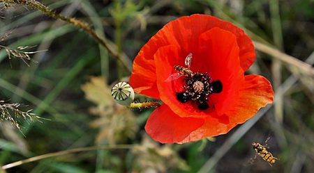 Coquelicot02