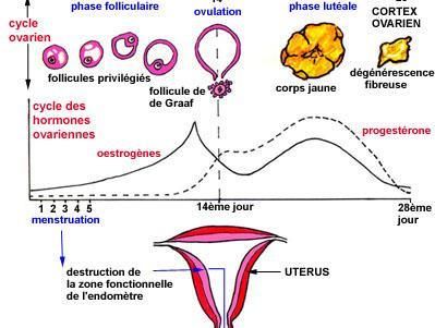 comment augmenter l'ovulation chez la femme