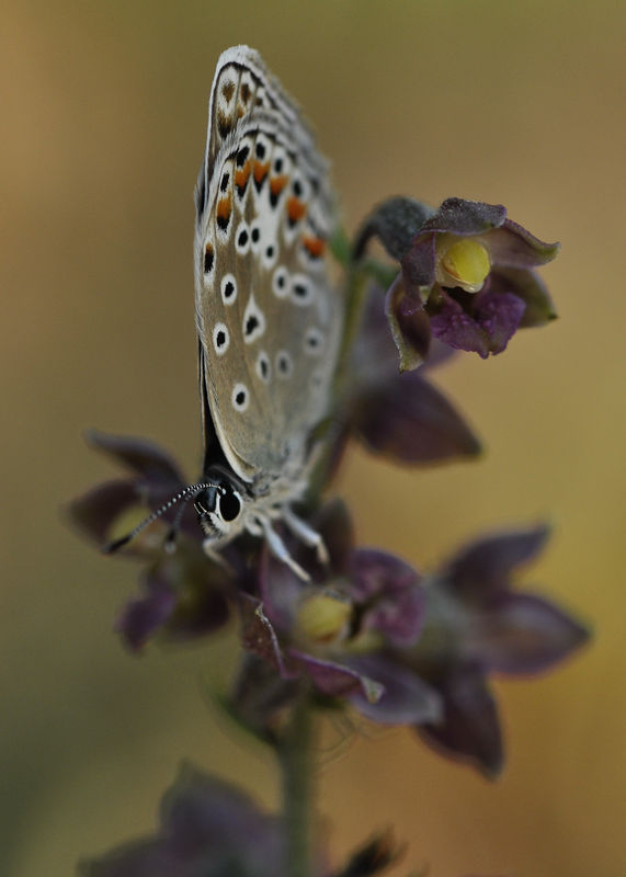 _DSC0491_Polyommatus_icarus_sur_Epipactis_atrorubens