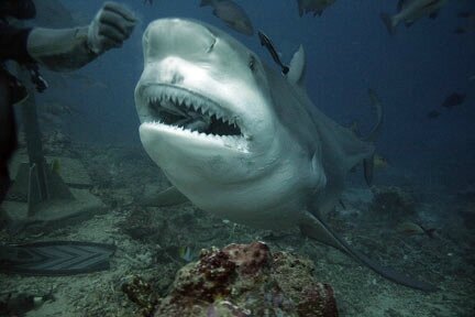 Reunion Requin Attaque