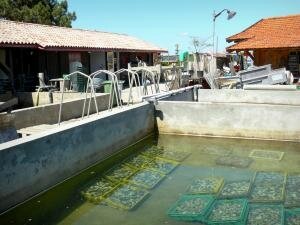 bassin-arcachon-28825_w300