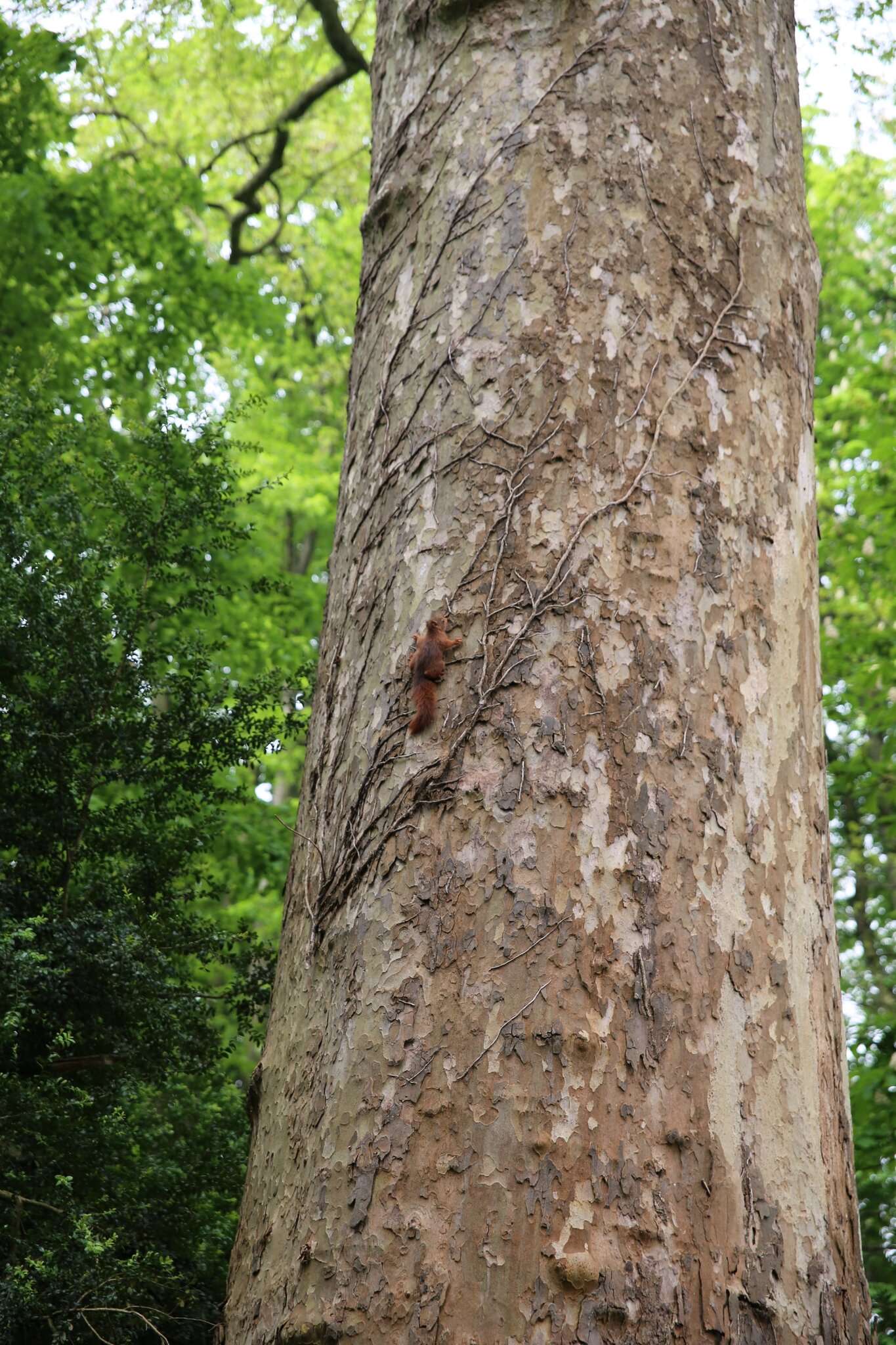 Rencontre regionale d'arboriculture