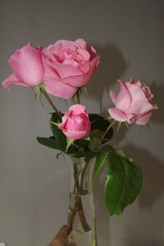 DSCF6409