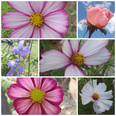 Conserves & jardin (19)