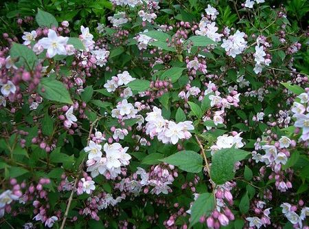 DEUTZIA2