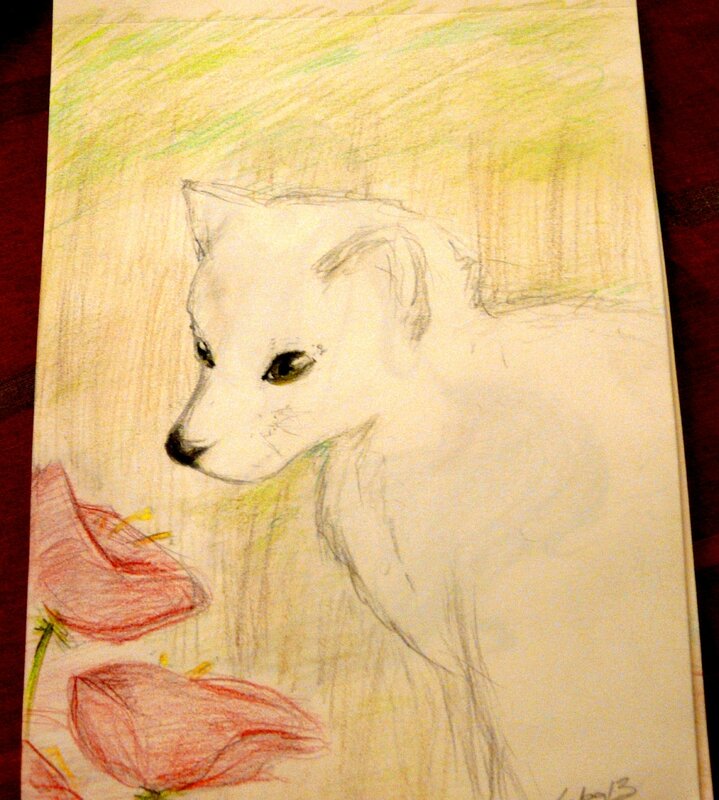 Loup+coquelicot