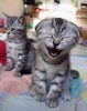 small_4308_chat_mort_de_rire_mdr