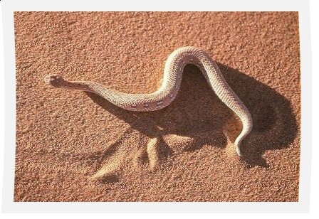 bitis_peringuei