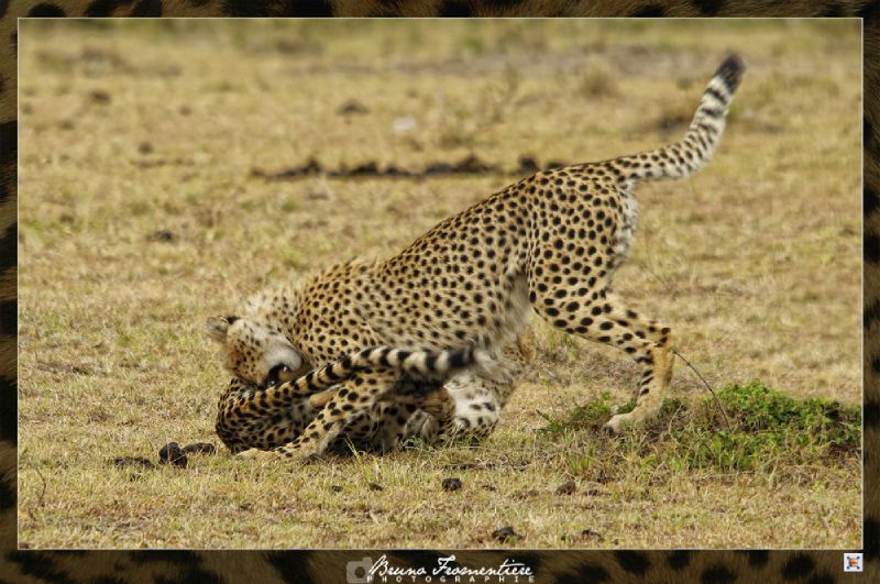Guepard 8b