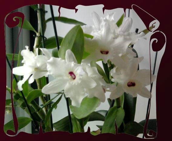 orchidés2