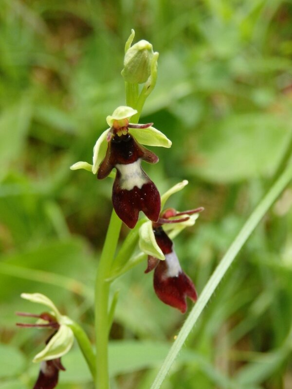 ophrys mouche (2)