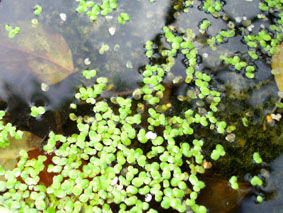 lentille_eau