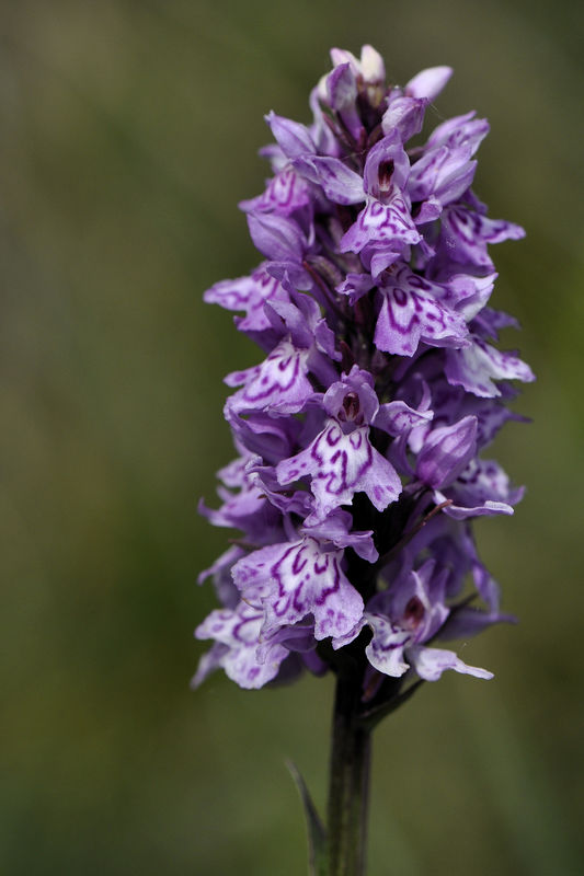 _DSC0011_Dactylorhiza_cruenta