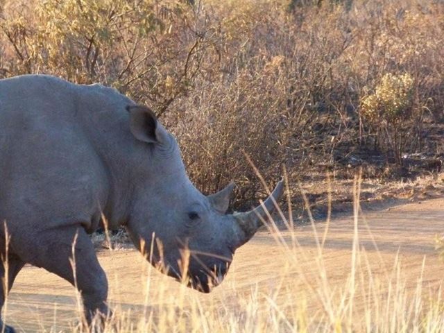 rencontres animalières