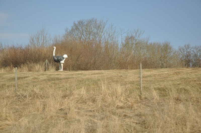 DSC_1234