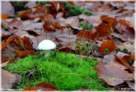Champignon_2