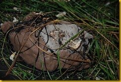 DSC_0136 DSC_0136