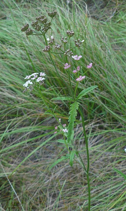 rencontre du végétal