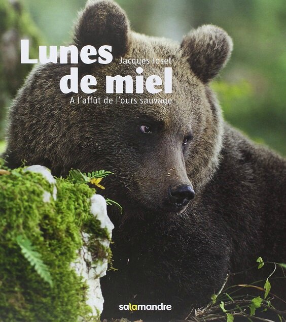 Rencontre ours brun